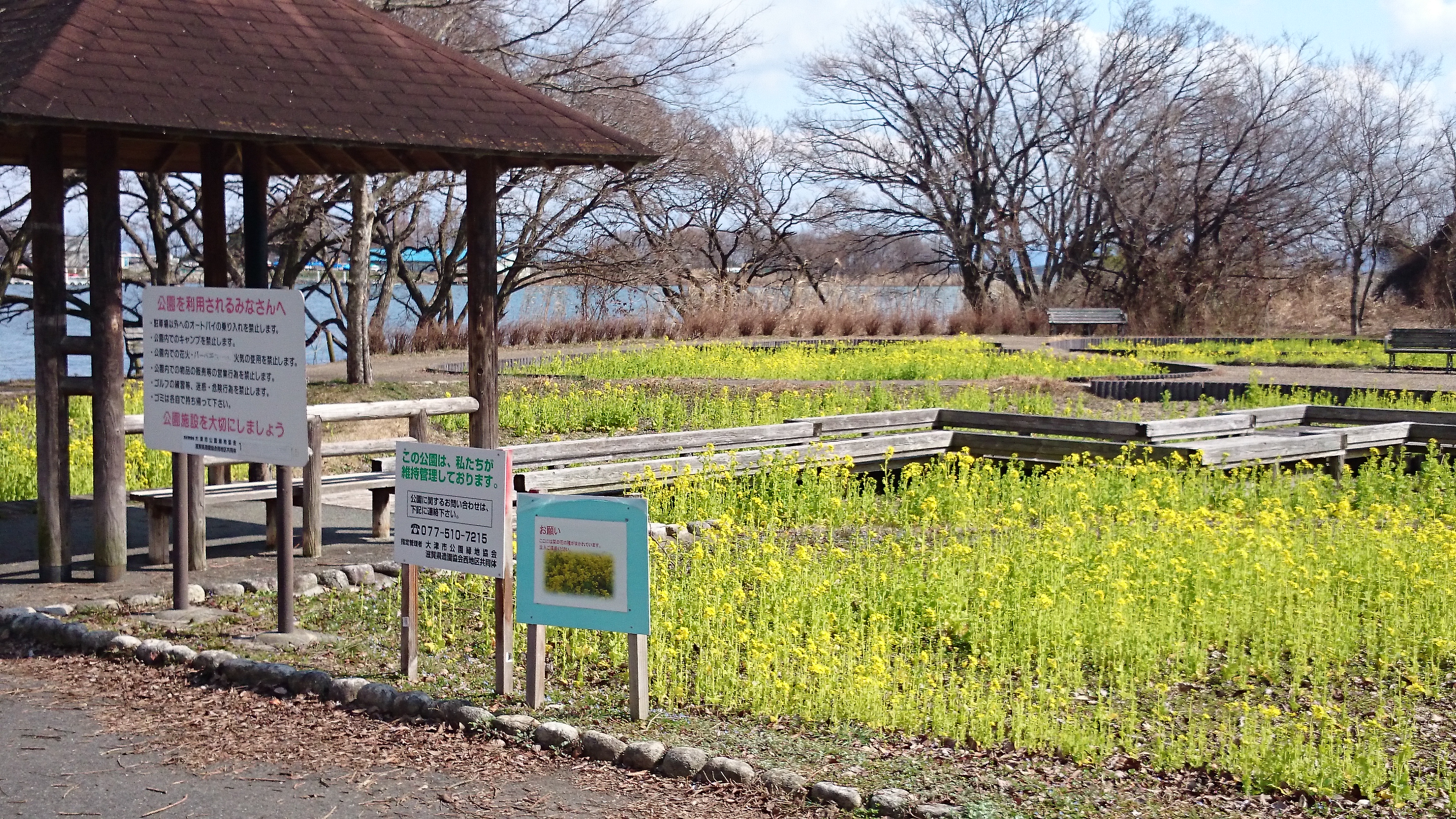 湖岸緑地 衣川公園の菜の花畑 大津市の県営公園